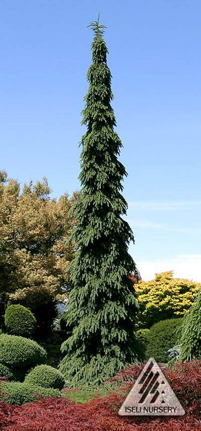 Weeping White Spruce Excellent Narrow Evergreen Specimen Plant A