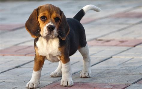 Beagle Puppy Wallpapers Wallpaper Cave HD Wallpapers Download Free Map Images Wallpaper [wallpaper684.blogspot.com]