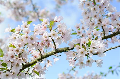 10 Trees With Beautiful Spring Blossom