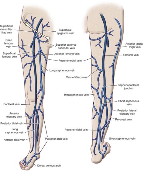 Vascular Anatomy Of The Lower Limb Radiology Key