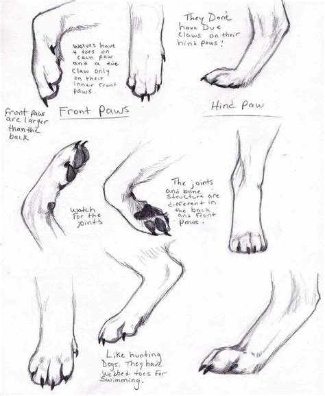 The tail is hardly seen because it's hidden behind the hind legs. Wolf Paws | how to draw anime | Pinterest