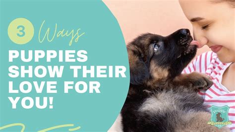 3 Ways Puppies Show Their Love For You Youtube