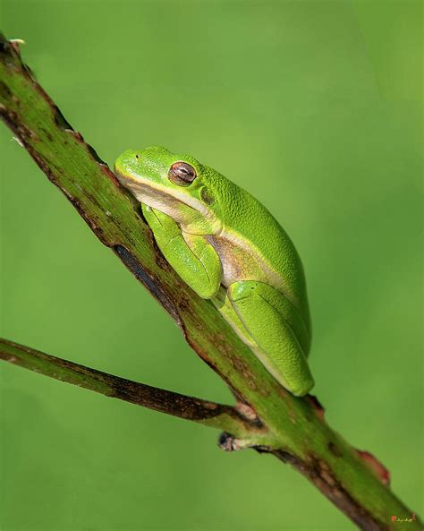 American Green Tree Frog Dar033 Photograph By Gerry Gantt