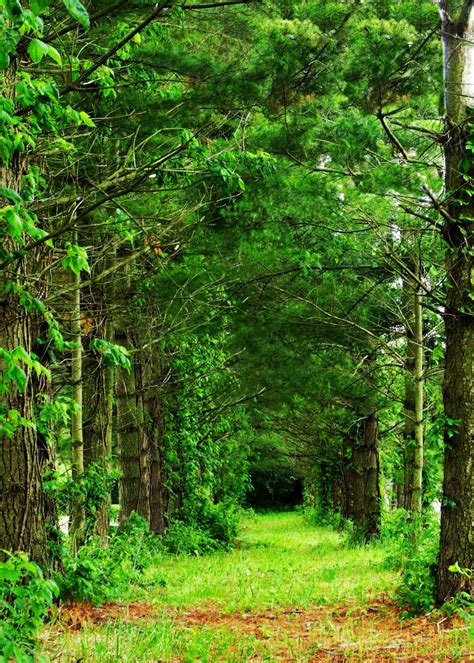 Free Images Landscape Tree Path Outdoor Wilderness Wood Hiking
