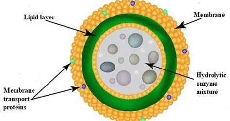 A human cell contains around 300 of them. Functions of Lysosome | Lysosomal Enzymes and Their ...