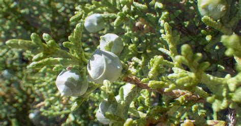 Video Great British Trees The Juniper The Word Forest Organisation