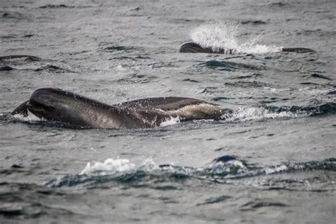 Pleasant Bay Whale Watching (N.S.): Mistake Leads To Great Experience