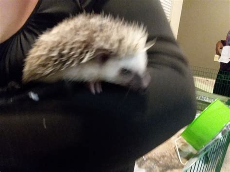 Hedgehog For Sale In Kansas 5 Petzlover