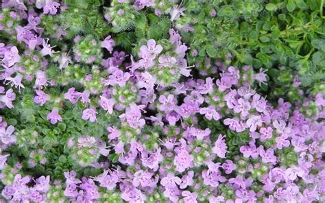 Elfin Creeping Thyme One From Our Toe Tickler Collection Elfin Is