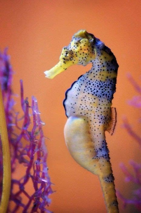 Seahorse Ocean Creatures Seahorse Water Animals