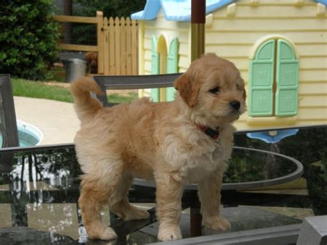 We are located in southeast iowa, where the first generations mini goldendoodles tend to have a relaxed wavy coat of fur that are considered low to no shedders. Mini Goldendoodle Puppies Nc - www.proteckmachinery.com