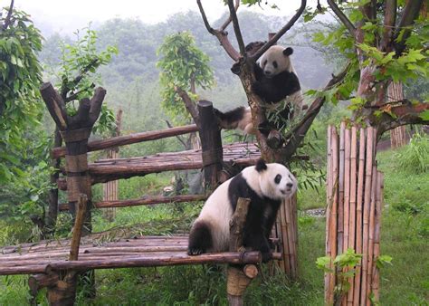Panda Research Base China Audley Travel