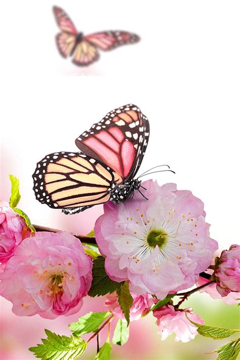 Spring Blossom Iphone Wallpaper Hd Iphone Wallpaper Butterfly