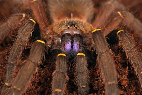Incredible Facts About Tarantulas
