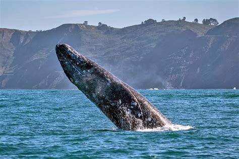 The Gray Whale Migration In California And Beyond Oceanic Society
