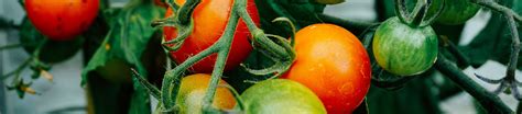 How close can you space tomato plants? The ultimate guide to growing tomatoes - The NEFF Kitchen