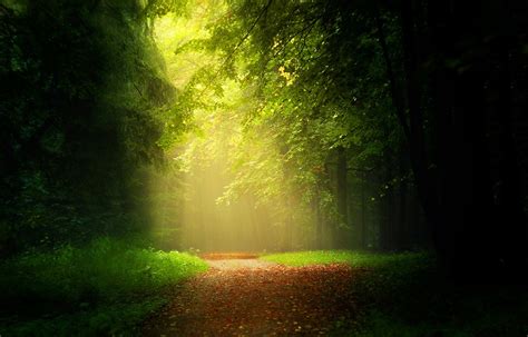 Path Leaves Forest Sunlight Mist Trees Grass Sun Rays Nature
