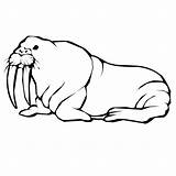 Walrus Coloring Pages Color Animals Designlooter Printable 56kb 600px sketch template