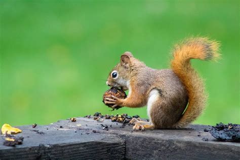 The Not So Nutty Habits Of Squirrels Answers In Genesis