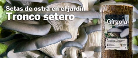 El cultivo de todo tipo de verduras y hortalizas en el hogar se ha convertido en toda una tendencia en los últimos años. Kits para el cultivo de setas en casa, sustratos, semillas ...