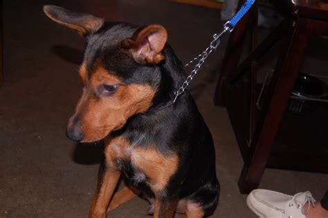 They need a lot of physical exercise and need an active owner. DOGS OF DOWNTOWN: Bruiser - Queensland Heeler / Rottweiler mix