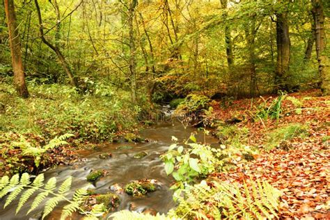 Autumn River Scene Stock Image Image Of River Beck 11430667
