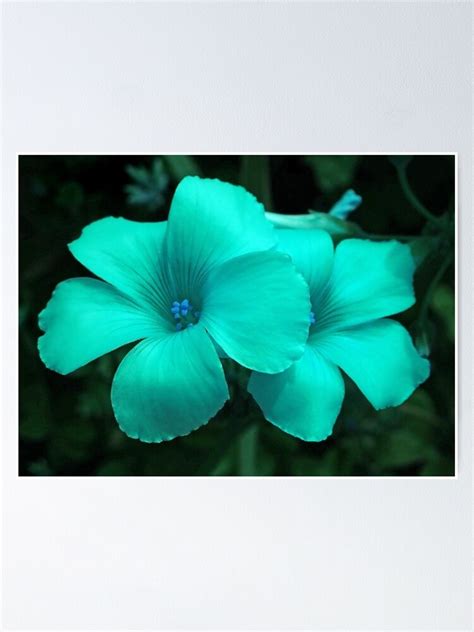 Turquoise Flowers Photography Nature Plants Flower Design Wall Art