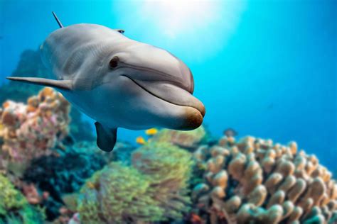 20 Fun Facts About Dolphins For Kids Random Fun Facts