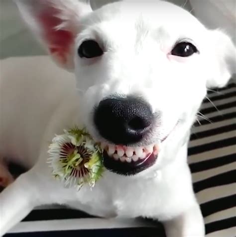 These Smiling Dogs Will Brighten Your Day Dog Fancast