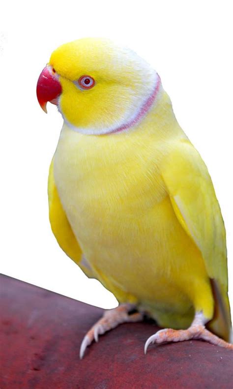 Lutino Indian Ringneck The Animal Store Baby Birds For Sale