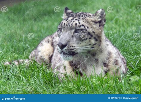Snow Leopard Laying Down Stock Image Image Of Animal 3592949