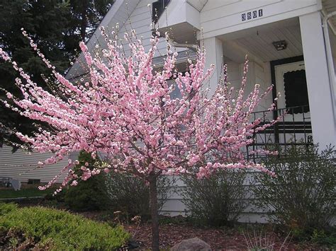 Flowering Almond Trees In Your Yard Rose Trees Front Yard