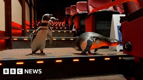 Why Did The Penguins Go To The Cinema
