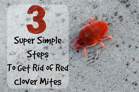 How To Get Rid Of Clover Mites Those Tiny Red Bugs The Thrifty