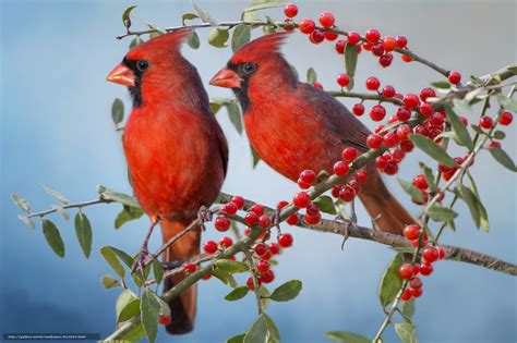 Download Wallpaper Red Cardinal Cardinals Birds Couple Free Desktop