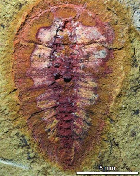 Oldest Soft Bodied Marine Fossils Discovered Live Science