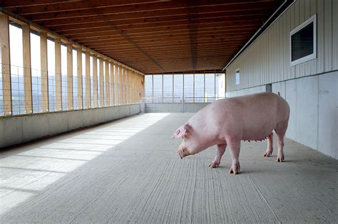 Modern Pig Farm Layout Design Technology And Information Portal