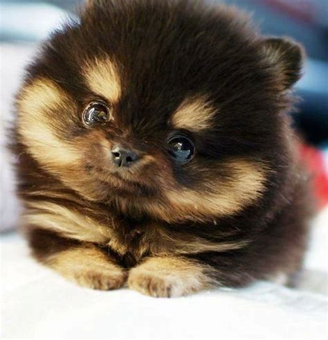 Learn how to sell something on facebook marketplace. Pomsky Puppies We are Pomskies Lovers