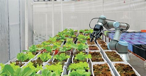 One Possible Effect Of Covid 19 Enhanced Robotics In Food Production