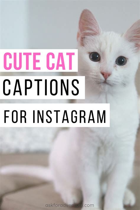 34 Short Cat Captions For Instagram Pictures Of Cute Kitties Ask For