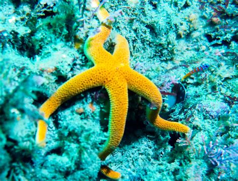 Sea Star Inspiration Exercise Aids Regeneration For Dive Fitness