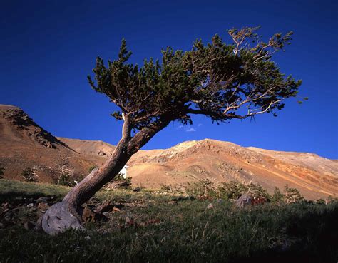 The Bristlecone Pine