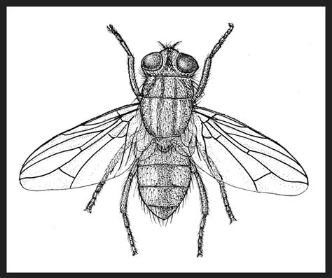 How To Draw A Fly Really Easy Drawing Tutorial