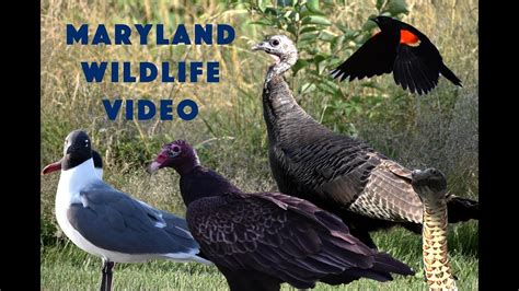 Maryland Wildlife Video 1 Youtube