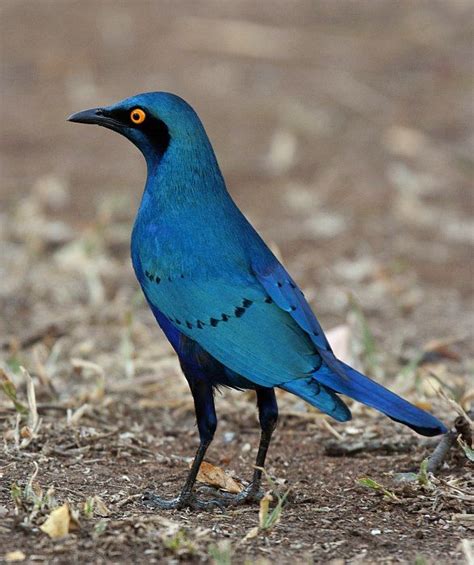 Miombo Blue Eared Starling Aka Southern Blue Eared Glossy Starling