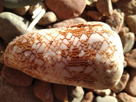 This Shell That Looks Like An Ancient Map R Mildlyinteresting