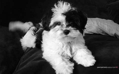 Pin By Connie Brunette On Black And White Havanese Puppies Havanese