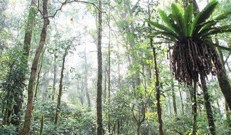 5 Fakta Hutan Hujan Tropis Sumatera Berstatus In Danger Oleh Unesco