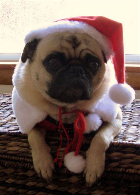 Christmas Pugs Tennessee Christmas Pug Love 45th Funny Cats French