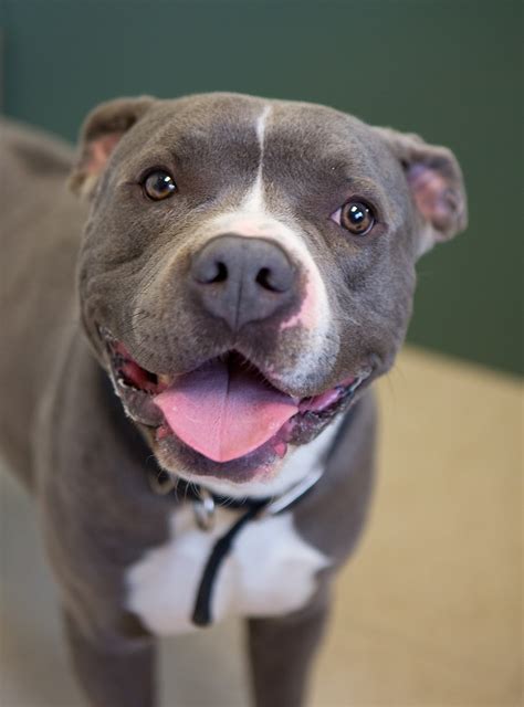 Shelter Dogs Of Portland Zip Handsome Happy Grey Pitbull